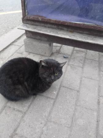 Британский котенок даром