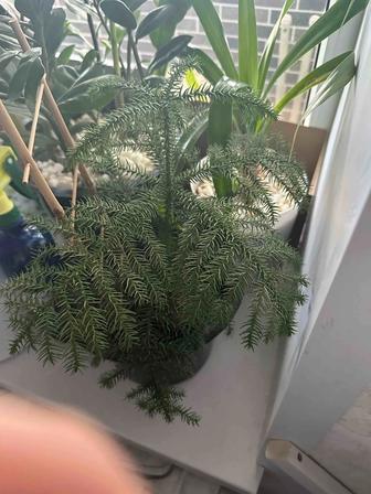 Елка растения точное название не помню