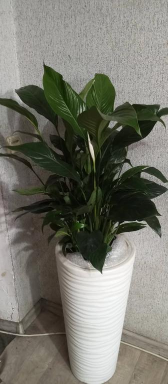 Продам спатифилум
