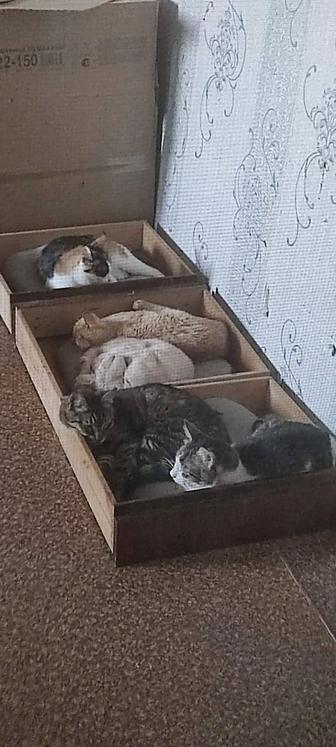 Платная передержка