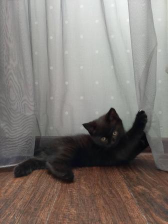 Продам котят породистых