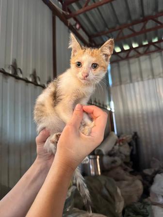 Отдам котят в хорошие руки