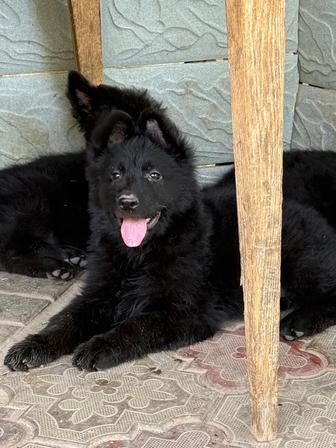 Щенки черной немецкой овчарки