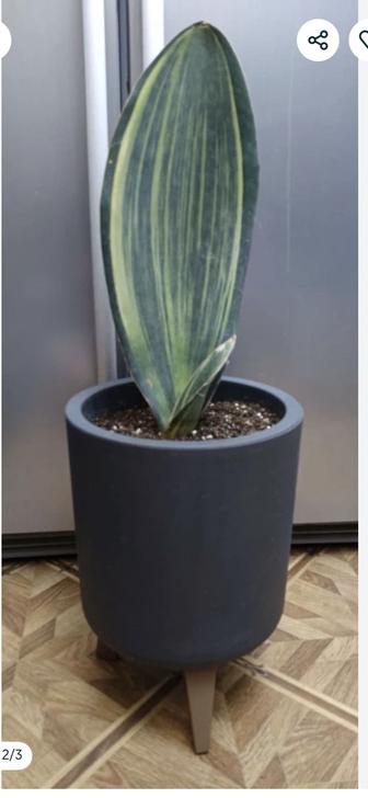 Сансевиерия (Sansevieria]! Редкий сорт 
ПАРУС! Цена без стоимости кашпо
