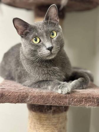 Котик мальчик ищет семью.