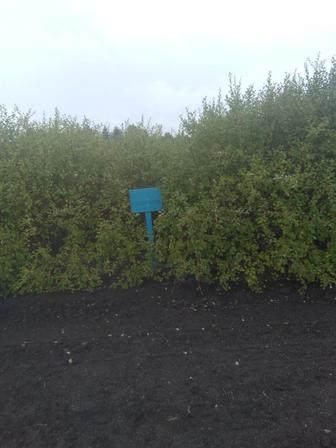 Продам саженцы, хвойных и лиственных пород. В наличии грунты.