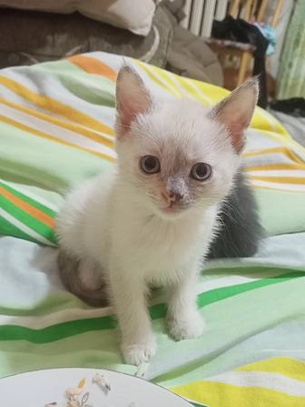 Отдам котенка в добрые руки
