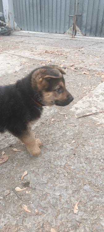 Продам щенков немецкой овчарки