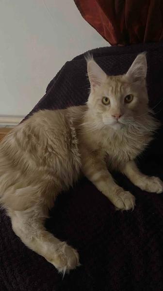 Кот мейн кун чистокровный