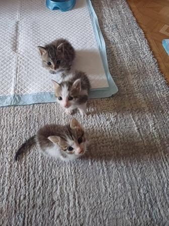 Котята для любящих родителей
