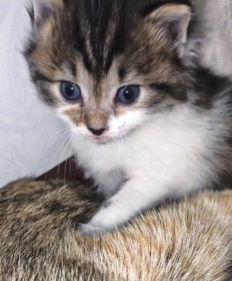Отдам котят