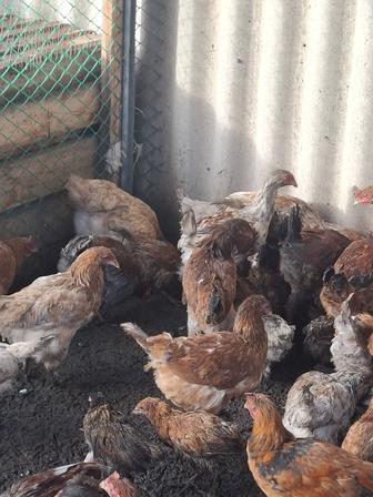 Продам кур домашних Ломан Браун, МОЛОДЫЕ- НЕСУШКИ