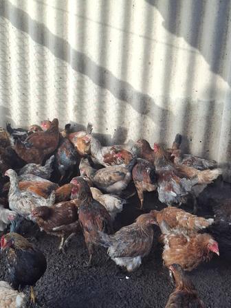 Продам кур домашних Ломан Браун, МОЛОДЫЕ- НЕСУШКИ