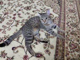 Отдам в добрые руки кошечку