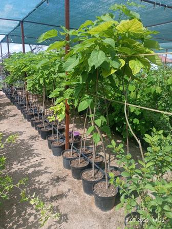 продам саженцы КАТАЛЬПЫ