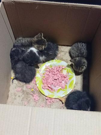 Срочно котят