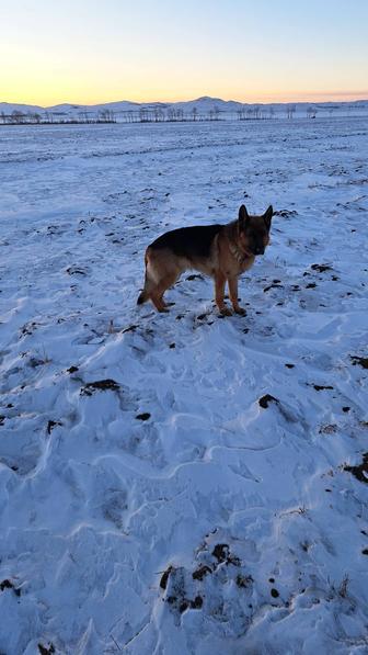 Щенки немецкой овчарки