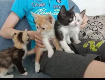 Отдадим котят бесплатно
