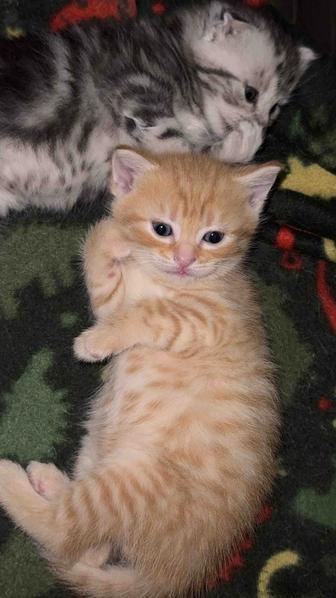 Шотландский прямоухий котенок