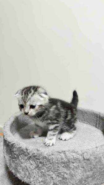 Британские котята