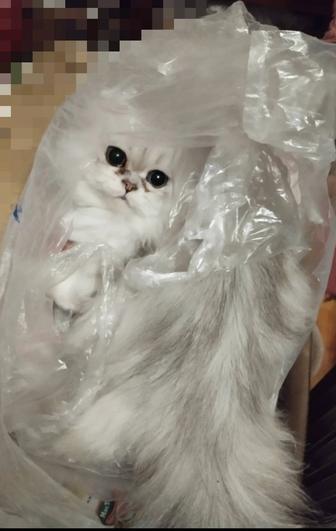 Продам кошечку персидскую шиншиллу 5 мес серебро пушистую