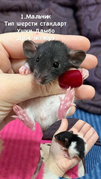 Крысята кудрявые девочки (крысы,крыса)