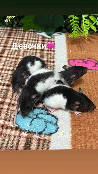 Крысята девочки и мальчики (крысы,крыса)