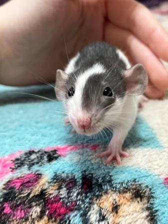 Крысята девочки и мальчики (крысы,крыса)