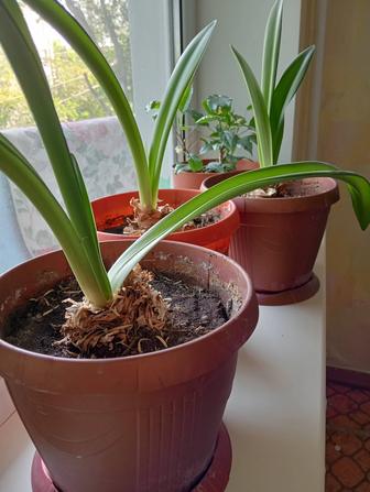 Продам комнатный цветок