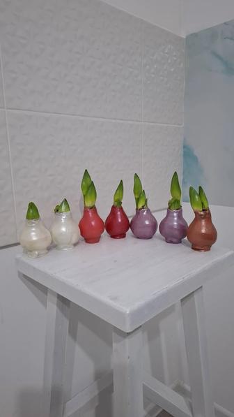 Луковицы амариллиса в воске