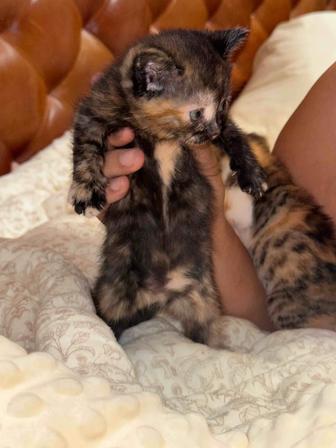 Кошечка и котенок