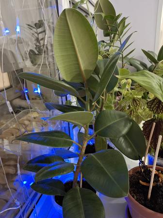 Комнатные цветы Фикус