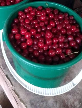Вишня свежий етіп теріп береміз