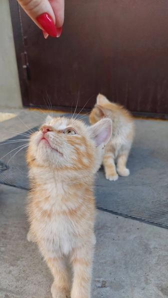 Отдам котят в хорошие руки