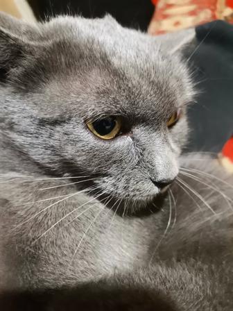 Продается шикарная короткошерстная кошка породы Корат.