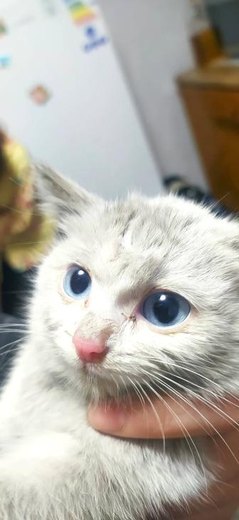 Маленький котенок