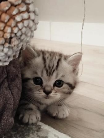 Котята Scottish