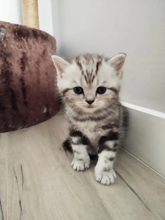 Котята Scottish