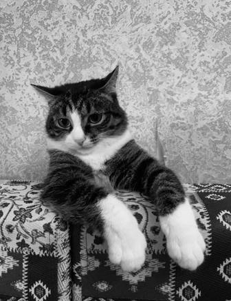 Отдам кота