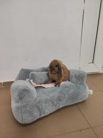 Кролик с клеткой