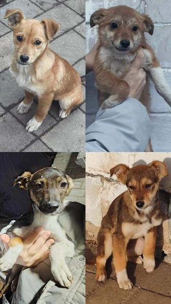 Срочно! Щенки ищут дом
