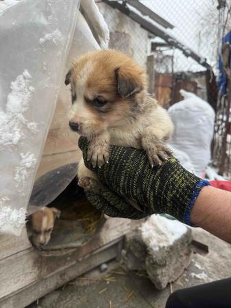 Отдадим щенков в добрые руки
