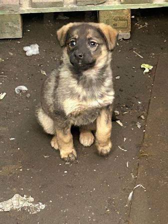 Отдам щенка