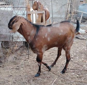 Козел Англо-Нубийский