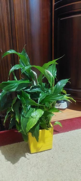 Продам спатифиллум (Женское счастье