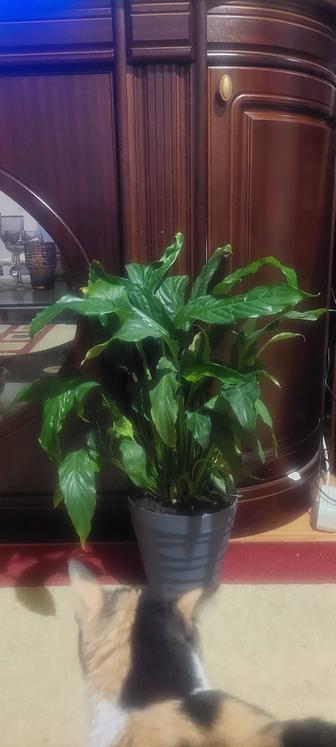 Продам спатифиллум (Женское счастье