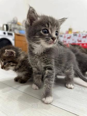 скоттиш фолд