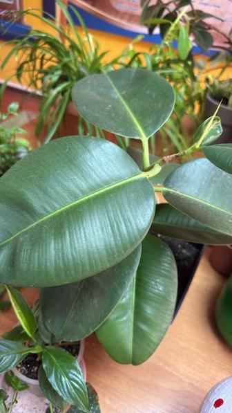 Фикус комнатный