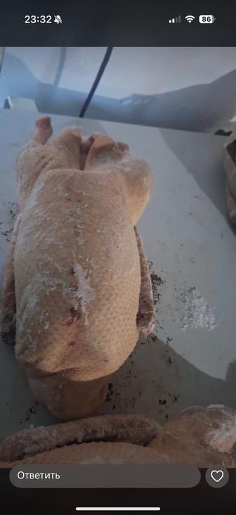Мясо утки гуси