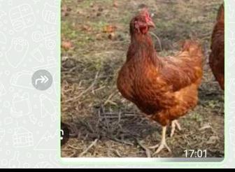 Акция куры несушки породы Родонит 5 мес.